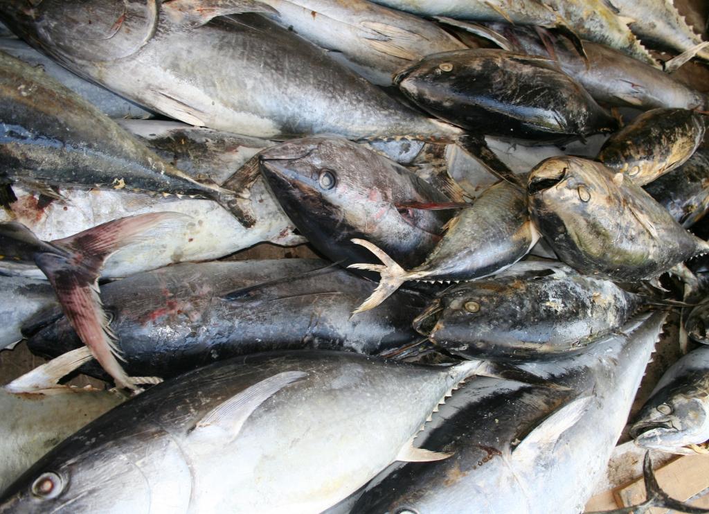 Kvota za izlov tuna povećana na 390 tona