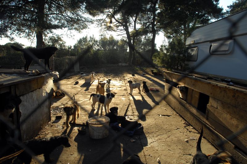Za gradnju azila za pse nedostaje još milijun kuna