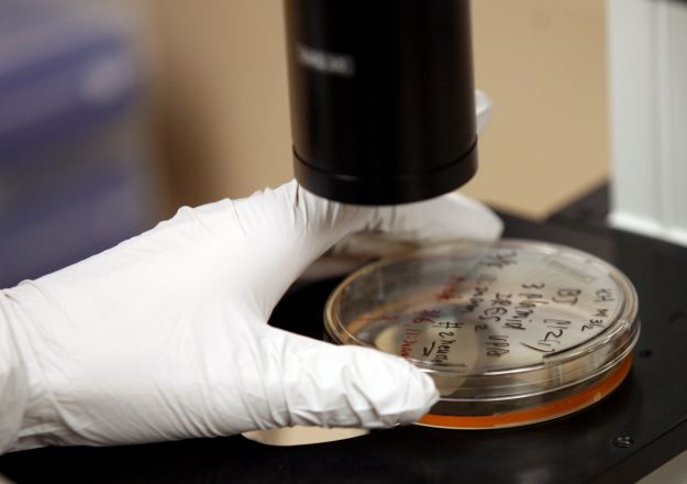 Za uzimanje matičnih stanica: Američki znanstvenici uspjeli klonirati ljudske blastociste