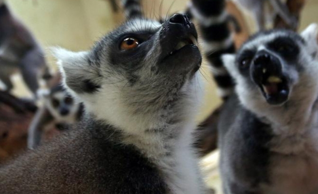 Kostarika zatvara zoološke vrtove i oslobađa životinje!