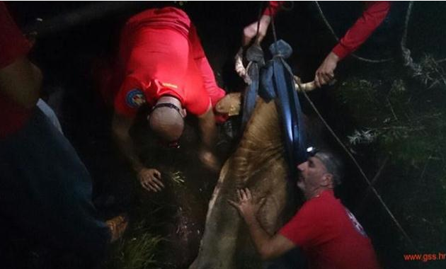 Zadarski GSS-ovci spasili kravu iz procjepa dubokog 2 metra