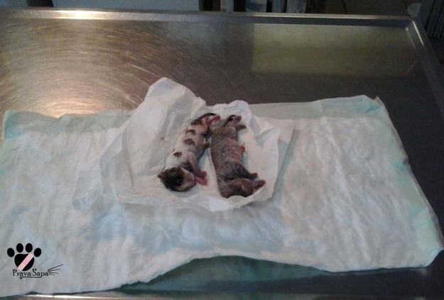 Uznemirujuća fotografija: “Veterinar nam je nakon sterilizacije polumrtvim mačićima mahao pred očima”