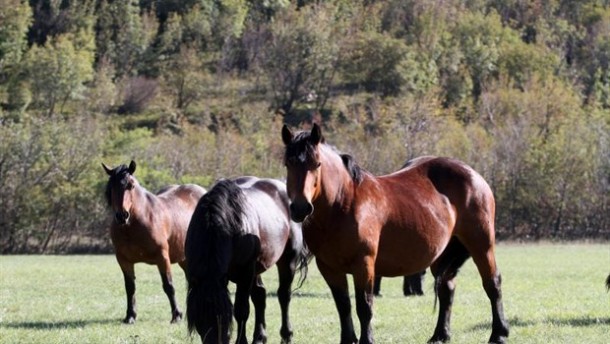 AKTERI GRUPNOG SILOVANJA Dvojica nasilnika ubila bređu kobilu i iščupala joj ždrijebe