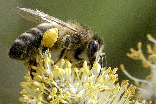 Ubod pčele u dobro prokrvljeno područje doveo do burne alergijske reakcije