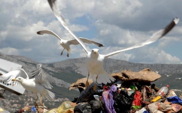 Zbog zatrpavanja otpada u deponiju kod Dikla ptice traže hranu na Poluotoku