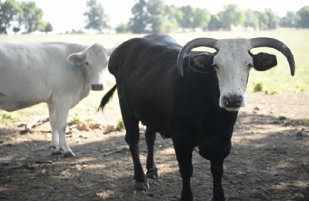 Vlasnik “farme užasa” na kojoj je od gladi umrlo 199 krava nezakonito primio pola milijuna kuna poticaja