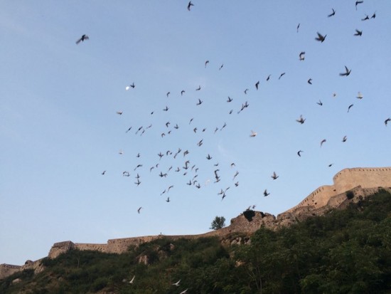 DVIJE TISUĆE GOLUBOVA U ZNAK MIRA I SLOBODE Tisuću golubova mira poletjelo u 6 iz Knina prema Vukovaru…