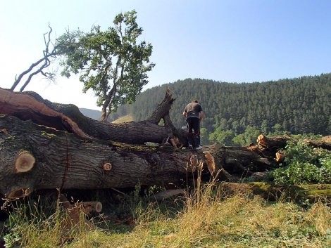 Posjekli gotovo 40 stabala hrasta u vlasništvu šumarije