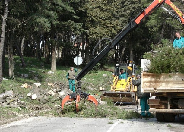 Grad želi posječi drvored, stanari se protive