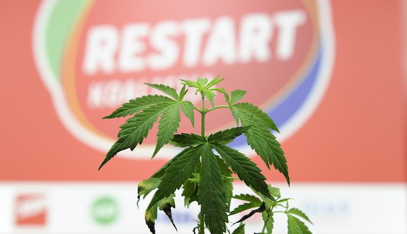 SPAS ZA TURIZAM I BOLESNE: SDP već od rujna uvodi potpunu legalizaciju marihuane