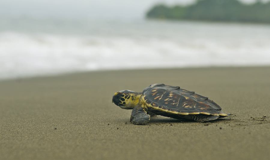Sve izlegle morske kornjače na Floridi su ženke. Znanstvenici: “Upozoravali smo vas”